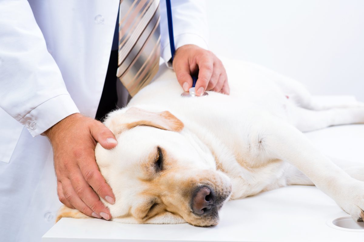 【獣医師監修】犬の乳腺腫瘍とは？症状や手術、費用について解説！ | 千葉県佐倉市のしらい動物病院