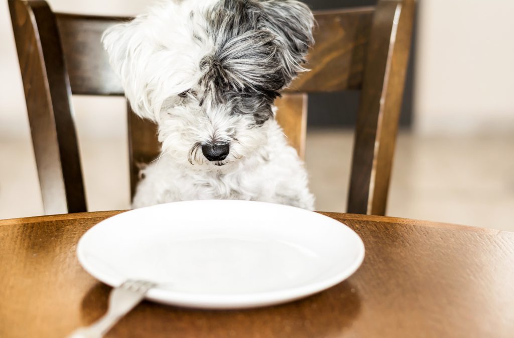 犬の食事対策