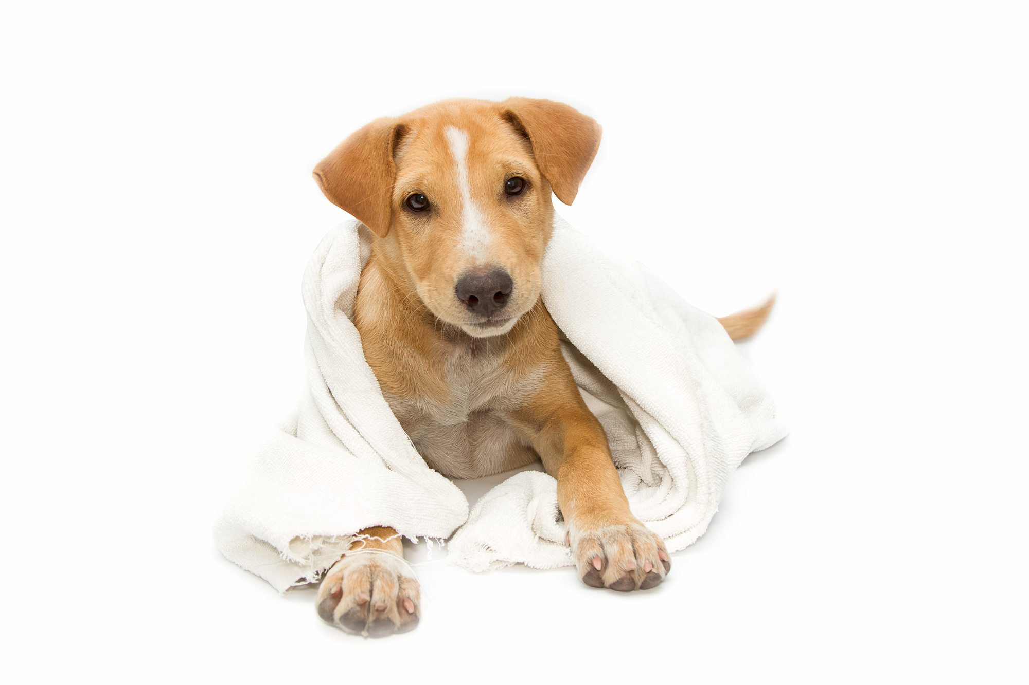 sick dog under a blanket, isolated on white
