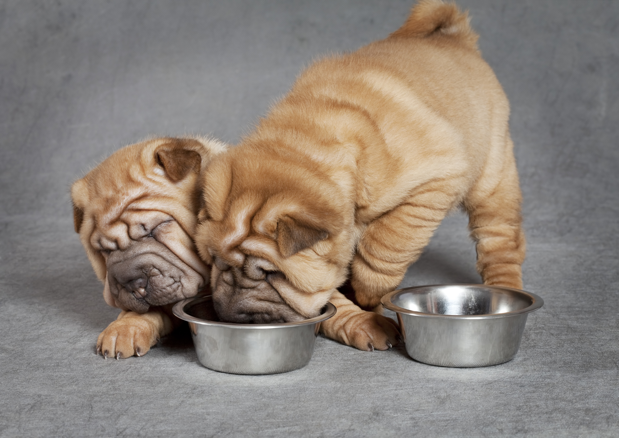 One month old sharpei puppies have dinner against grey background