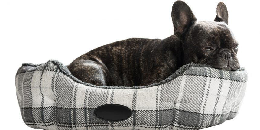 French bulldog lying in bed on white isolated background