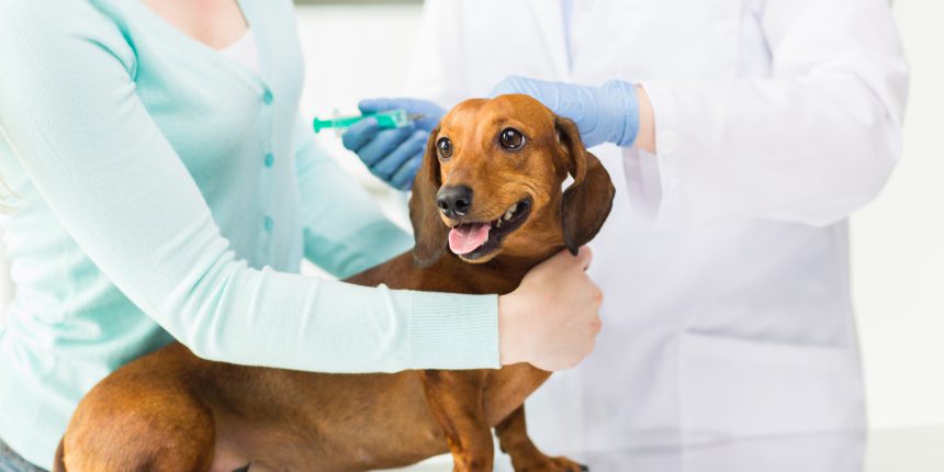 medicine, pet, animals, health care and people concept - close up of veterinarian doctor with syringe making vaccine injection to dachshund dog at vet clinic