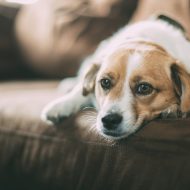 犬の乳腺腫瘍、治療と食事